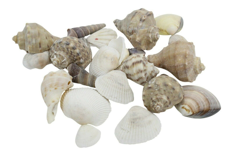 Colourful Decorative Sea Shells Natural Shells 150 Grams Unusual Sea Shells