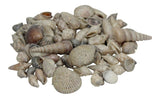 Decorative Sea Shells Glitter Beach Stone Wedding Party Aquarium Display Decor